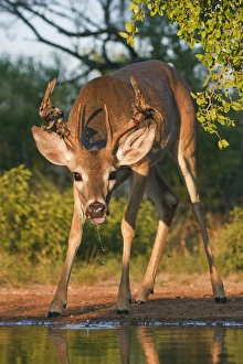 Images Dated 14th September 2010: White-tailed Deer (Odocoileus virginianus) male drinking at ranch pond in south Texas