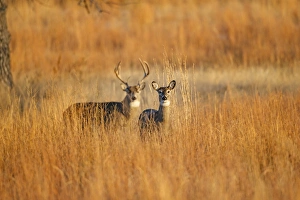 White-tailed Deer (Odocoileus virginianus) male and female in grassland habitat