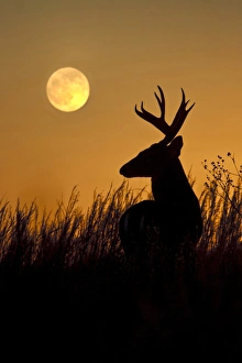 Images Dated 12th December 2008: White-tailed Deer (Odocoileus virginianus) male in grassland at moonrise