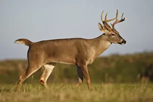 Images Dated 18th December 2009: white-tailed deer (Odocoileus virginianus) male with hard antlers, in grassland, Texas
