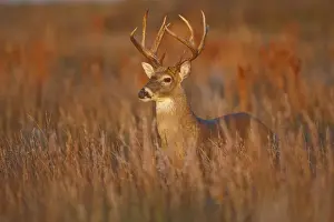 Images Dated 12th December 2008: white-tailed deer (Odocoileus virginianus) male with hard antlers, in grassland, Texas