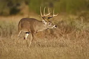 white-tailed deer (Odocoileus virginianus) male with hard antlers, scenting a female in grassland