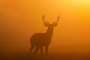 Images Dated 9th November 2020: White-tailed Deer (Odocoileus virginianus) male in morning fog
