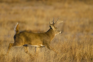 Danger Prints: White-tailed Deer (Odocoileus virginianus) male running across grassy habitat