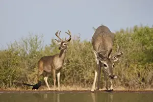 white-tailed deer (Odocoileus virginianus) males with antlers in velvet, drinking