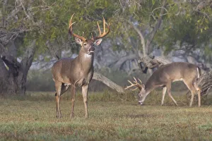 Images Dated 20th November 2020: White-tailed Deer (Odocoileus virginianus) trailing females