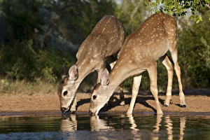 Images Dated 11th October 2010: White-tailed Deer (Odocoileus virginianus) young drinking at ranch pond in south Texas