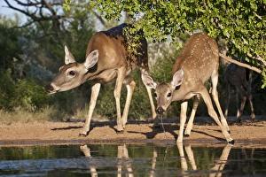 Images Dated 11th October 2010: White-tailed Deer (Odocoileus virginianus)adult female and young drinking at ranch