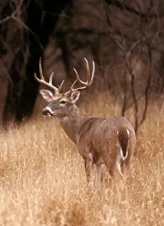 State Park Prints: A white tailed deer stays alert to predators in Choke Canyon State Park in Texas