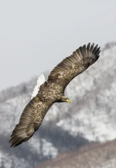 Images Dated 28th February 2016: White-tailed Eagle fishing along the waters of Shiretoko Peninsula, Hokkaido, Japan