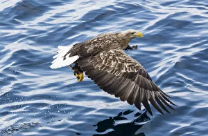 Images Dated 28th February 2016: White-tailed Eagle fishing along the waters of Shiretoko Peninsula, Hokkaido, Japan