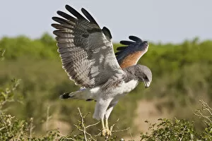 Images Dated 14th April 2008: white-tailed Hawk, Buteo albicaudatus, adult landing at nest, Texas, USA, grasslands