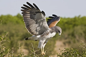 white-tailed Hawk, Buteo albicaudatus, adult landing at nest, Texas, USA, grasslands white-tailed Hawk, Buteo albicaudatus, adult landing at nest, Texas, USA, grasslands