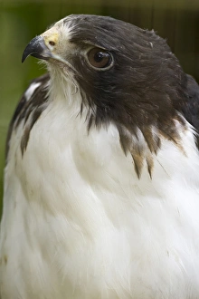 White-tailed hawk, Buto albicaudatus (captive), in Anton el Valle, Panama