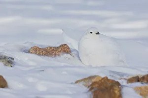 Survival Prints: White-tailed ptarmigan, winter plumage