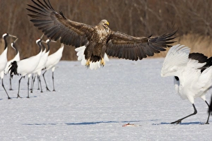 Fish Prints: White-tailed sea eagle and Japanese cranes, Hokkaido, Japan