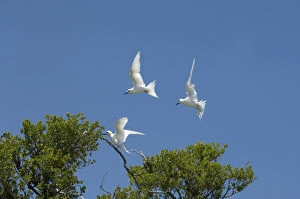 Images Dated 20th October 2006: White Tern, Bird Island, Tikehau, Tuamotu Archipelago, French Polynesia