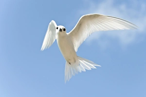 Images Dated 12th March 2009: White Tern (Gygis alba rothschildi) in flight