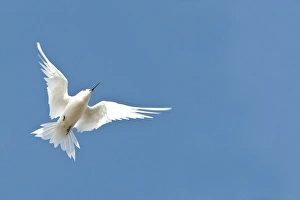 White Tern (Gygis alba rothschildi) in flight