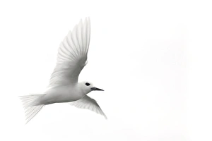 Images Dated 14th March 2009: White Tern (Gygis alba rothschildi) in flight