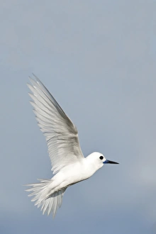 White Tern (Gygis alba rothschildi) in flight