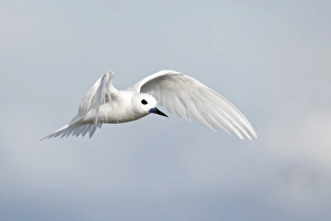 White Tern (Gygis alba rothschildi) in flight