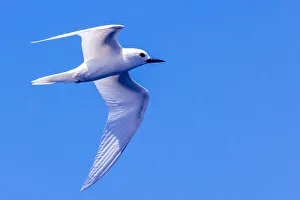 Waikiki Prints: White Tern in Hawaiian a Manu-o-Ku in flight. Waikiki