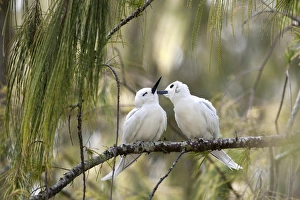 Images Dated 11th March 2009: White Terns (Gygis alba rothschildi) courting