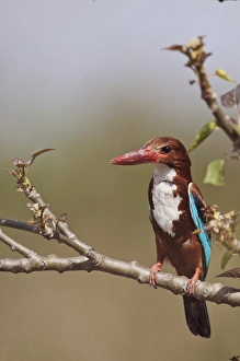 Corbett Prints: White Throated Kingfisher, Corbett National Park, India