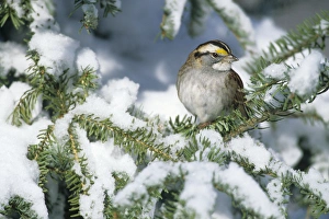 Richard Susan Day Prints: White-throated Sparrow (Zonotrichia albicollis) in winter, Marion Co. IL
