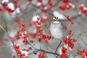 Prints of White-throated Sparrow (Zonotrichia leucophrys) in Winterberry bush (Ilex verticillata) in winter, Marion County, Illinois Images Dated 2020 May: White-throated Sparrow (Zonotrichia leucophrys) in Winterberry bush (Ilex verticillata