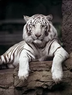 White tiger on loan at the Sacramento Zoo