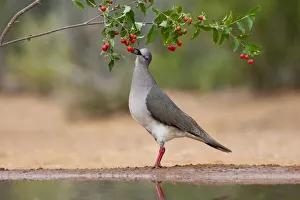 Images Dated 30th June 2021: White-tipped Dove (Leptotila verreauxi) feeding on Manzanita fruits