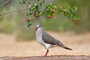 Images Dated 6th November 2021: White-tipped Dove (Leptotila verreauxi) feeding on Manzanita fruits