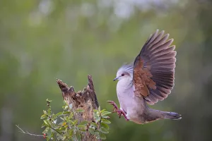 Images Dated 7th February 2018: White-tipped dove (Leptotila verreauxi) landing on stump