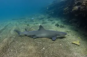 White-tipped Reef Shark (Triaenodon obesus) ECUADOR. South America