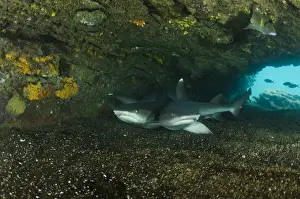 White-tipped Reef Shark (Triaenodon obesus) ECUADOR. South America