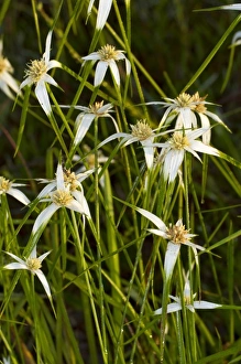 Images Dated 23rd May 2010: White tops, Star rush (Rhynchospora colorata), Kissimmee Prairie Preserve State Park