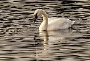 New Images March 2024 Part 1 Prints: White trumpeter swan, Juanita Bay Park, Washington State, Usa. Kirkland