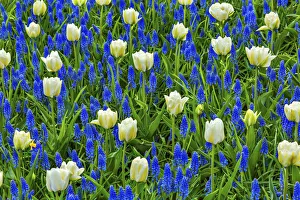 Images Dated 8th April 2017: White Tulips Green Leaves Blue Grape Hyacinths Fields Keukenhoff Lisse Holland Netherlands