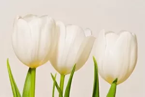 Images Dated 29th December 2005: White tulips against a white background, Sammamish, Washington