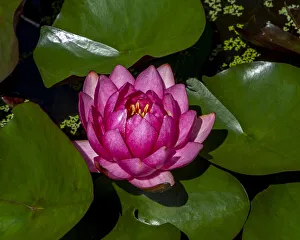 Images Dated 2022: White water rose in botanical gardens