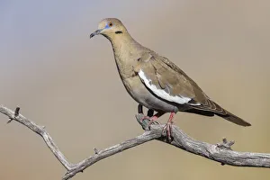 Images Dated 15th October 2021: White-winged dove