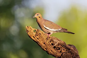 White-winged Dove, Pima County, Arizona