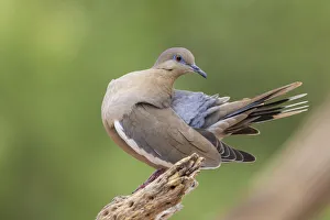 Preening Prints: White-winged dove preening