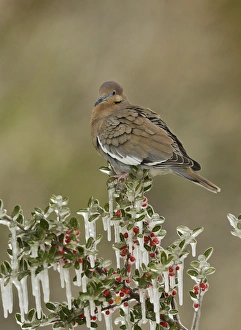 Texas Prints: White-winged Dove (Zenaida asiatica)