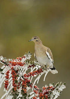 Weather Prints: White-winged Dove (Zenaida asiatica)