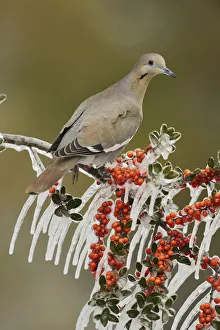 White-winged Dove (Zenaida asiatica), adult perched on icy branch of Yaupon Holly (Ilex vomitoria)
