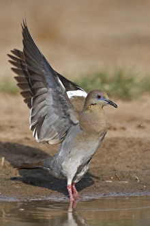 Images Dated 13th May 2011: white-winged dove (Zenaida asiatica) adult drinking at south Texas pond