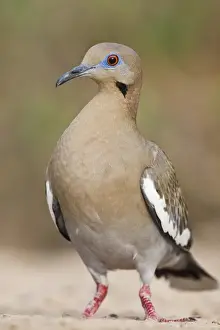 White-winged Dove (Zenaida asiatica) adult on ground foraging for seeds, south Texas, USA
